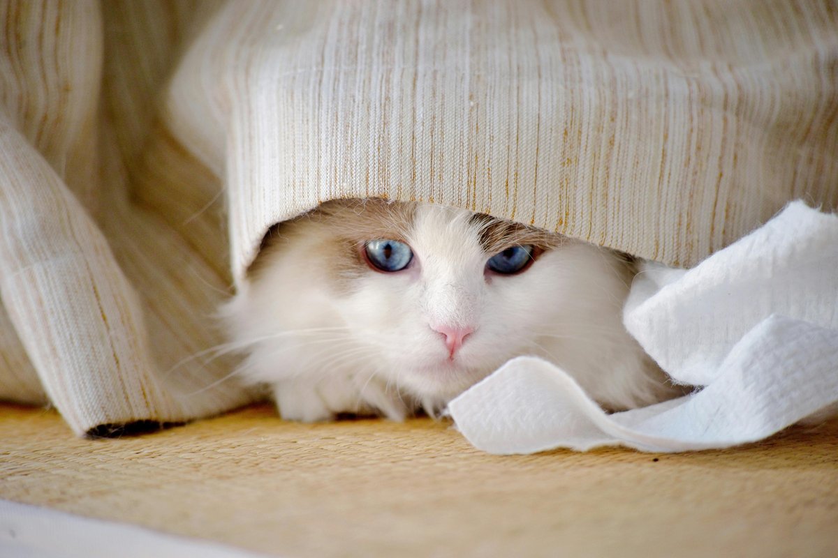 White fluffy cat with blue eyes — All Pet Cards covers all cat breeds and exotic pets