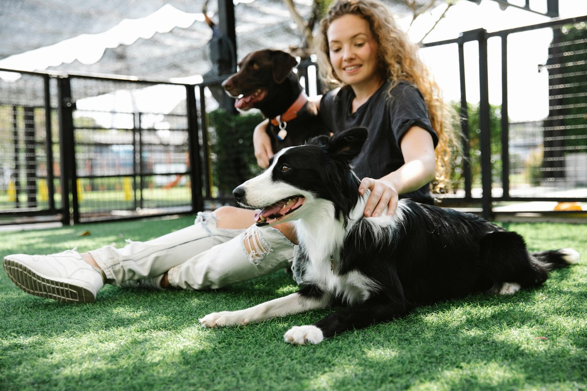 Border Collie and Doberman at professional dog boarding facility — pet boarding financing with All Pet Card