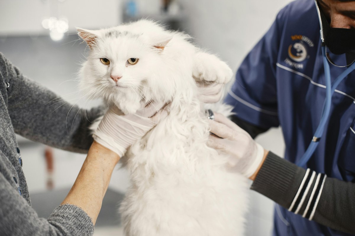Veterinarian giving injection to white cat at clinic — veterinary financing USA with All Pet Card 0% interest