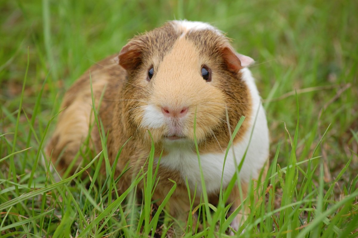 Adorable guinea pig outdoors — small exotic pets covered by All Pet Cards